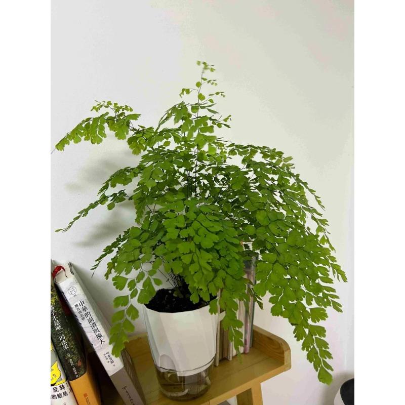 Lazy Hydroponic Flower Pot Automatic Water-Absorbing Flowerpot Transparent Double Layer Plastic Self Watering Planter Office