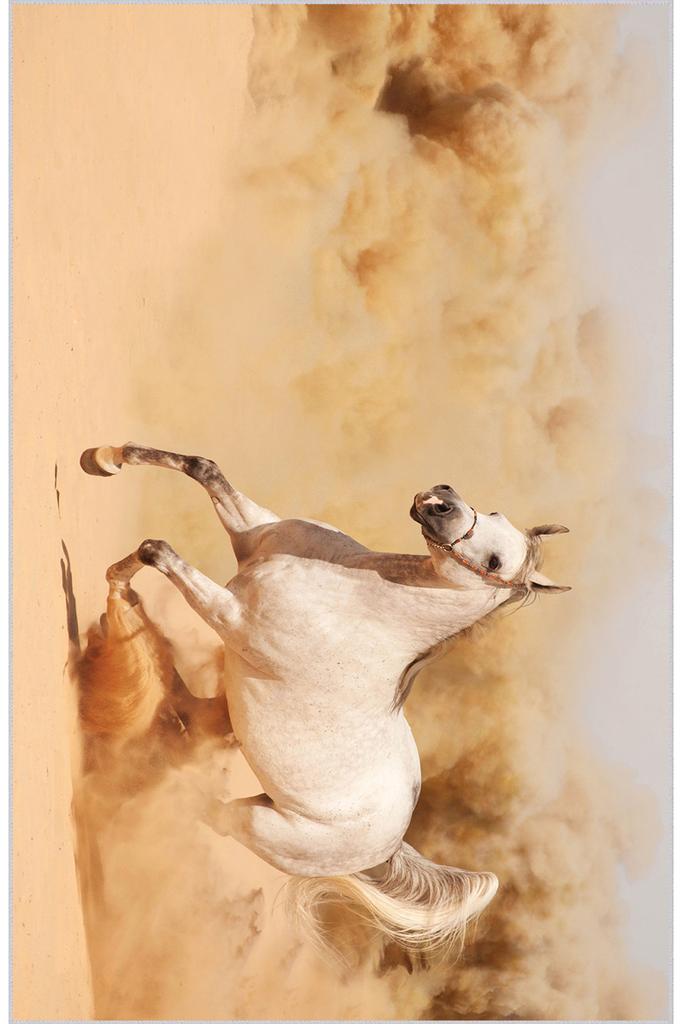 Rovigo Home Waschbarer bedruckter Teppich RGHM1896-SD097