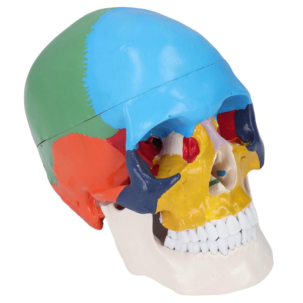 Skull Model Life Size 3 Part Colored Detachable Human Skull Anatomical Model with Color Chart for Teaching and Learning