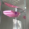 Betta Hammock Shell, Fish Hammock with Suction Cup, Betta Fish Resting Platform, Aquarium Accessory for Betta Fish Sleeping Resting Hiding Playing