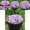 Natural Rough 100g Amethyst Gravel Stone Quartz Crystal Gemstone Decor Home