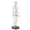 20.5 Inch Acupuncture Model Accurate Full Body Human Acupoint Model with Base Rotatable Arms for Teaching Student Demonstration White Hard