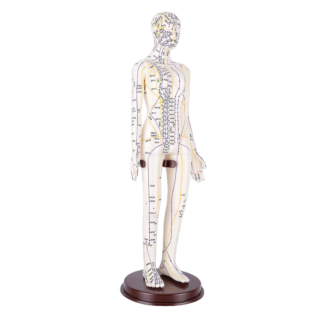 20.5 Inch Acupuncture Model Accurate Full Body Human Acupoint Model with Base Rotatable Arms for Teaching Student Demonstration White Hard