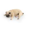 [Nekogami-yama] Pug Dog Sleeping, Lying Face Down, Beige Miniature Figure, Ornament, Model, Interior Decor, Collector's Item