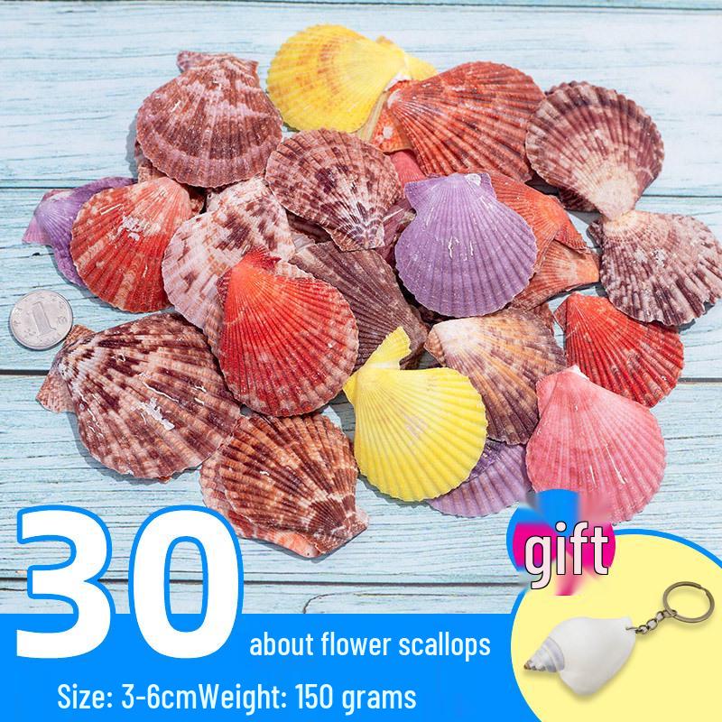 Handmade Decorative Seashells & Starfish for Fish Tanks: Landscaping, Painting, Specimens, Whelks, Hermit Crabs