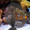 Decorative Tank Plant Artificial Aquarium Landscape Corals Creative Desktop Fish Tank Decoration DIY Artificial Plant
