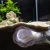 Fish Tank Underground Cave For Fish Shrimp Reptile Shelter Hiding Houses Tunnel Cave Landscaping Aqaurium Decoration