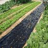 Vegetable Greenhouse Plants Grow Garden Supplies Mulch Film Perforated Film Agriculture Supplies
