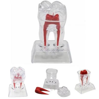 With Base Decomposable Dental Teeth Model Separable Hard Dental Anatomical Structure Transparent Detachable