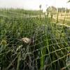 20m X 4m Black Bird Netting, Heavy Duty Bird Netting, Poultry Aviary Netting, Bird Protection Nettin