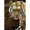 5D DIY-diamantmaleri helrundt bor Dyr tiger korssting mosaikkkunst oljemaleri diamantbroderi hjemmedekorasjon