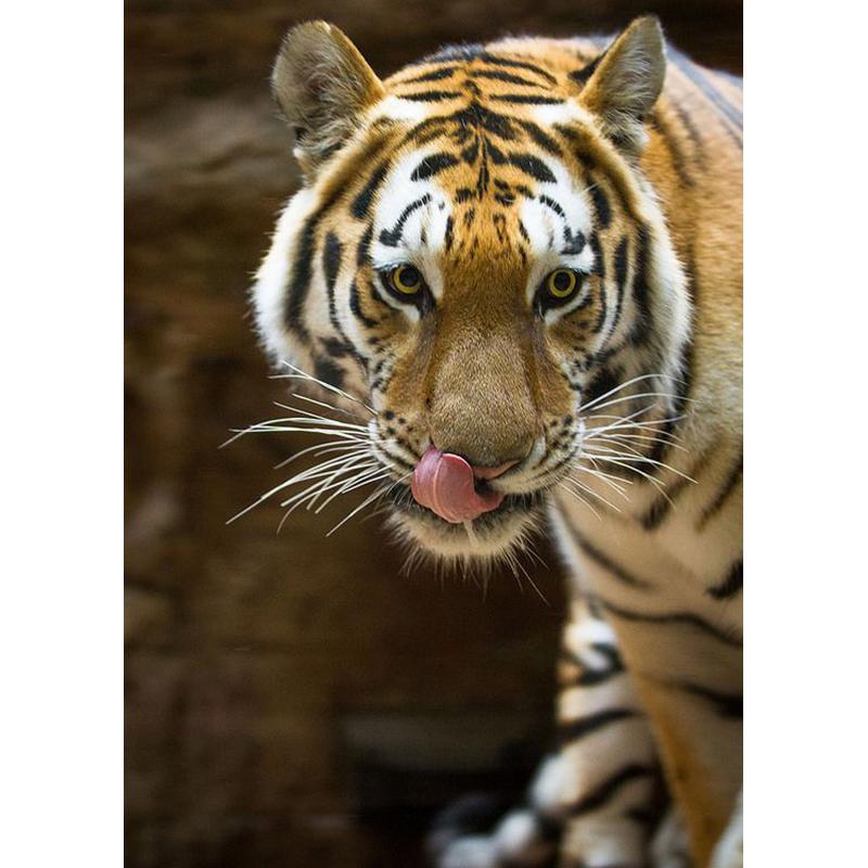 5D DIY-diamantmaleri helrundt bor Dyr tiger korssting mosaikkkunst oljemaleri diamantbroderi hjemmedekorasjon