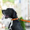 Leash for Dogs "EVOLUTOR" Width 25 Mm THE MOST DURABLE LEASH