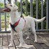 Reflective Dog Harness and Leash Set