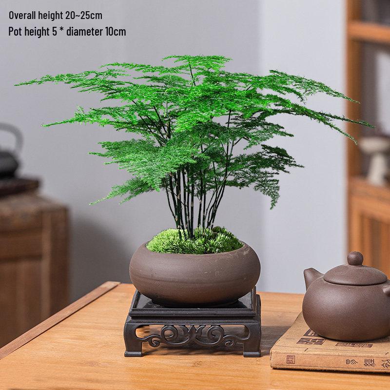 Asparagus Fern Indoor Bonsai – Easy-Care Evergreen for Home or Office Decor