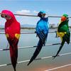 25cm/35cm/45cm/60cm Simulation Parrot Multicolor Garden Decorative Bird  Garden Ornament
