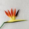 Artificial Flower Bird Of Paradise Fake Plant Silk Strelitzia Reginae Home Decor Dried Flowers Hot Room Decor Home Accessories