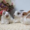 5CM Cute Model Fur Figurines Birthday Gift Simulation Rabbits Plush Bunny Kids Toy Easter