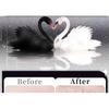 Mogugu - Glue-free Natural Multipack False Eyelashes Cluster
