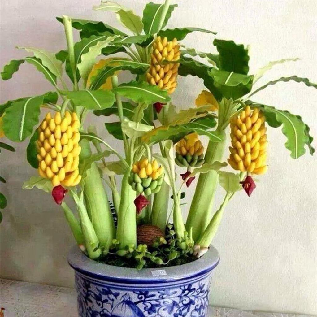 LUV Samen fr seltene Zwergbananenbume, Mini-Bonsai-Frchte, exotische  Hausgartenpflanzen gnstig kaufen  Preis, kostenloser Versand, echte  Bewertungen mit Fotos  Joom