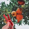 50Pcs Plant Support Clips Heavy Duty Reusable Plastic Vine Clamps for Tomato Cucumber Orchid Climbing Plants Garden Trellis