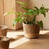 Decorative Basket Diameter 17.5cm, Height 12cm Straw Plant Basket Fresh Greenery Display Home Decor Enhancements