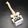 1PC 45CM Columna Vertebral Humana con Modelo Pélvico Anatomía Anatómica Humana Columna Vertebral Modelo Médico Modelo de Columna Vertebral