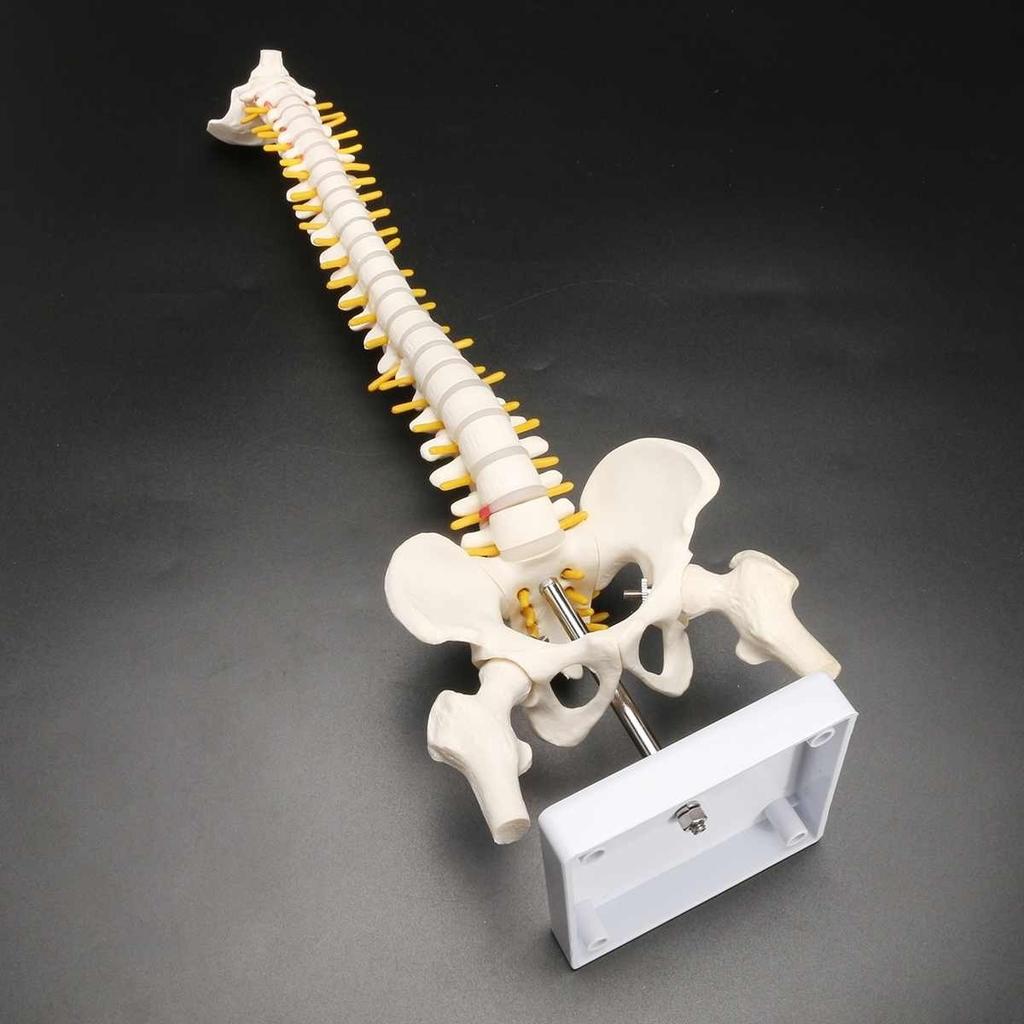 1PC 45CM Columna Vertebral Humana con Modelo Pélvico Anatomía Anatómica Humana Columna Vertebral Modelo Médico Modelo de Columna Vertebral