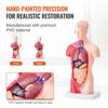 Human Body Model, 15 Parts 11 inch, Human Torso Anatomy Model Anatomical Skeleton Model with Removable Organs, Educational Teaching Tool for Students