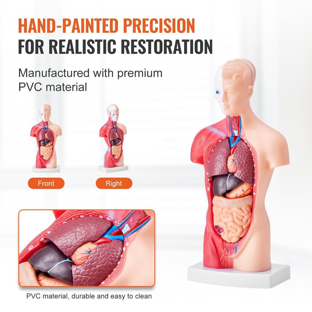 Human Body Model, 15 Parts 11 inch, Human Torso Anatomy Model Anatomical Skeleton Model with Removable Organs, Educational Teaching Tool for Students
