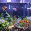 T02C!35Cm Acrylic Shrimp Feeder Tube Feeding Dish Bowls For Fish Tank Aquarium Shrimp Fish, With 2 Suction Cups