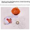 High-End Professional Human Eye Anatomical Model for Ophthalmology