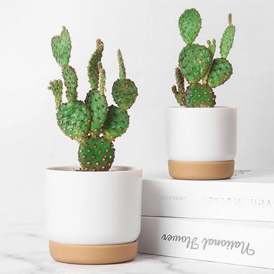 Vaso Pianta Succulenta Doppio Strato Succulenta Aneto Pianta Verde Piccola Fioriera
