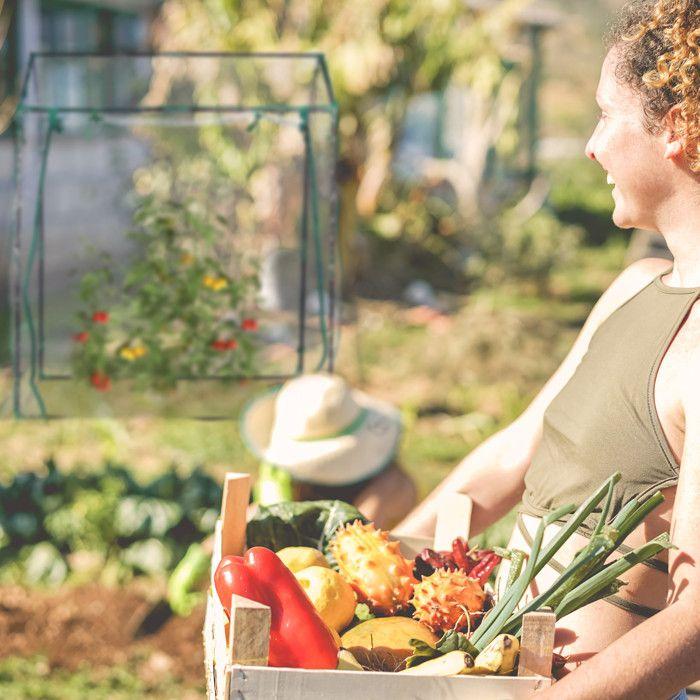 Relaxdays Serre De Jardin Avec Bâche En PVC, Porte Et Fenêtres Enroulables, HxLxP : 152 X 132 X 92 Cm, Transparente