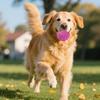 Elektrischer Haustierspielzeugball Automatischer hüpfender interaktiver Hundespielzeug mit intelligenter Hindernisvermeidung Touch-Wake-Up-Design Bissfestes Hundespielzeug