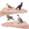 Wild Birds Science Education Model: Barn Owl, Eagle, Vulture, Owl Figurines for Children