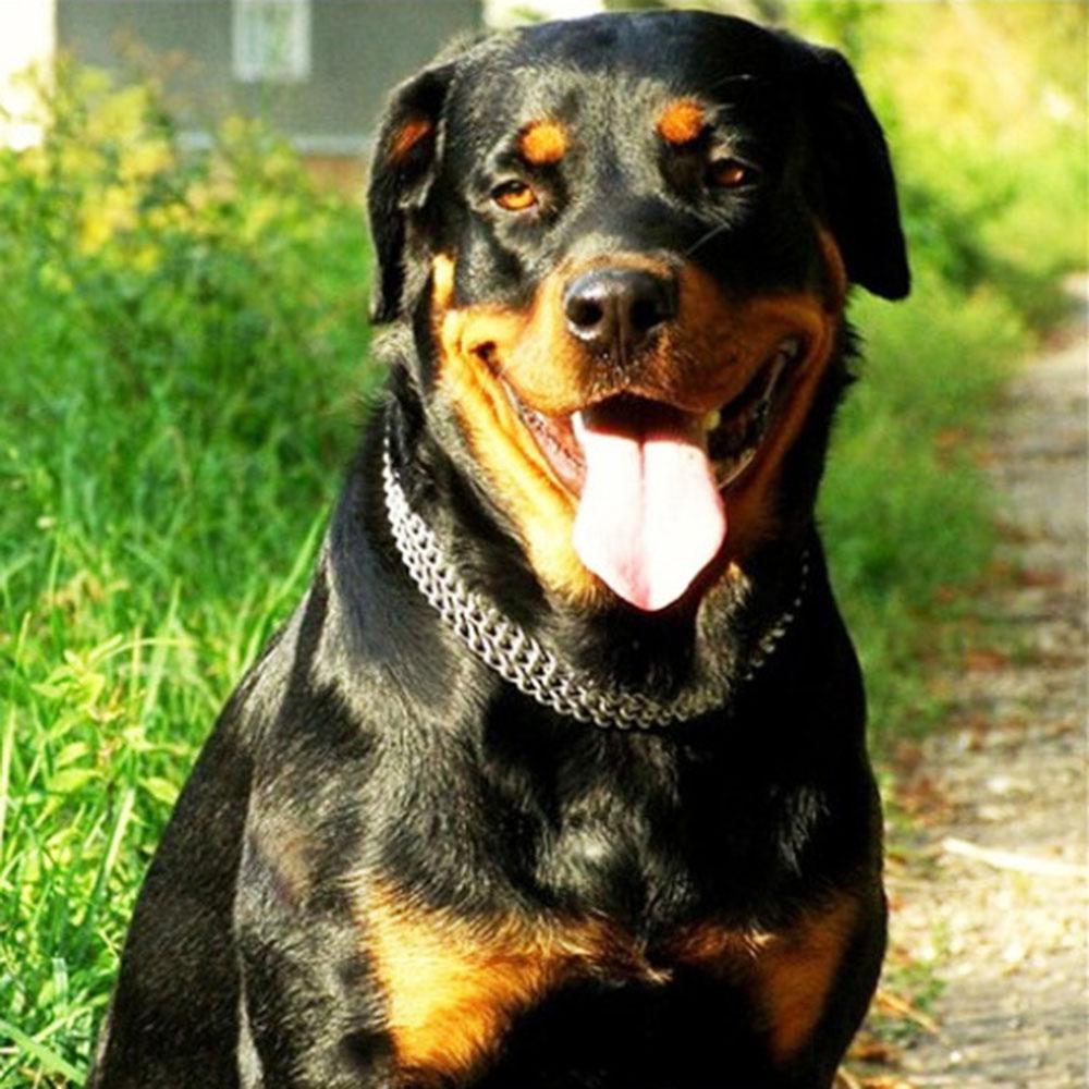 

Three Row Chain Dog Training Choke Collar Pet Iron Metal Stainless Steel Dog Slip Chain Pinch Collar Strong for Medium Large Dog
