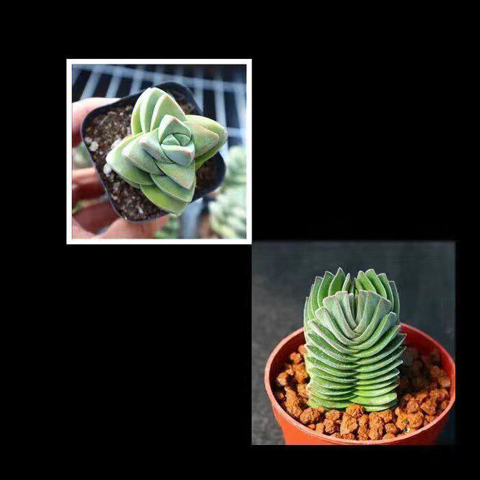 Jizhichuan Succulent Plant Set: Beginner-Friendly Indoor Greenery for Office or Home