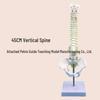 45CM Colorful Human Spine Model: Includes Vertebral Column, Pelvis, Femur, Coccyx, Lumbar, and Cervical Vertebrae for Chiropractic Use.