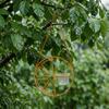 Oriole Feeder for Jelly And Orange Outdoor Bird Feeder with Fruit Holder Orange Fruit