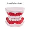 Children's Dental Teaching Aid: Tooth Brushing Toy Model