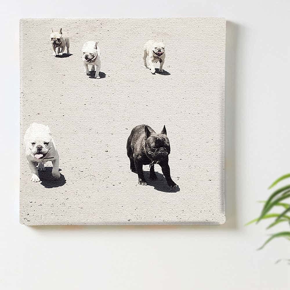 Dog Animal Art Panel, 30cm X 30cm, Made In Japan, Poster, Stylish Interior Decor, Living Room Decor, Monochrome Nature Photo, Fabric Panel, Pho-0081