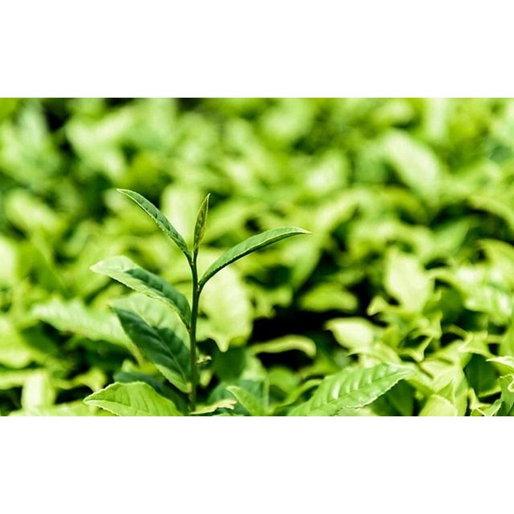 Bingdao Gamla Träd Pu-erh Te Kaka Yunnan Grön 357g