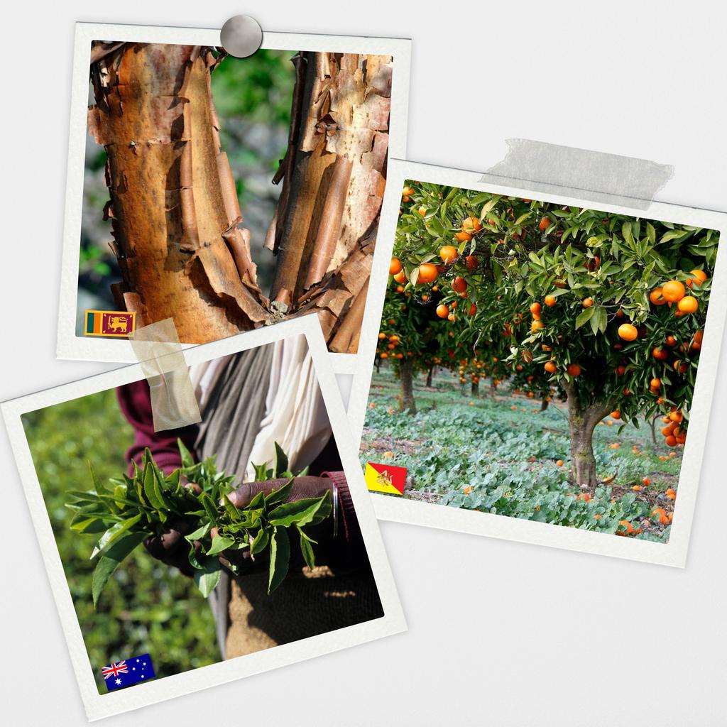 Natural Fragrance Oils for Air Humidifiers