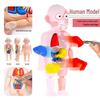 Pediatric Human Organ Model DIY Educational Toy for Science Learning