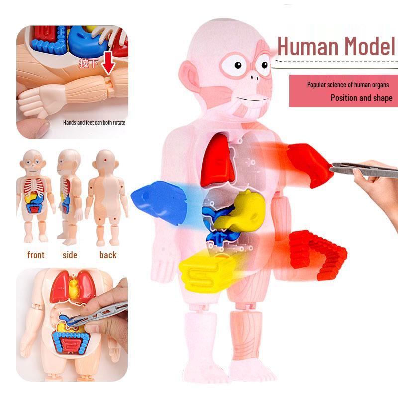 Pediatric Human Organ Model DIY Educational Toy for Science Learning 19.5*13*6.5 cm