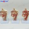 Modello Anatomico di Naso, Bocca, Faringe e Laringe per l'Insegnamento dell'Otorinolaringoiatria