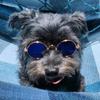 Lovely Vintage Round Puppy Dog Cat Sunglasses Cool Pet Glasses for Small Dogs Animals Rabbit Mascotas Doll Grooming Accessories
