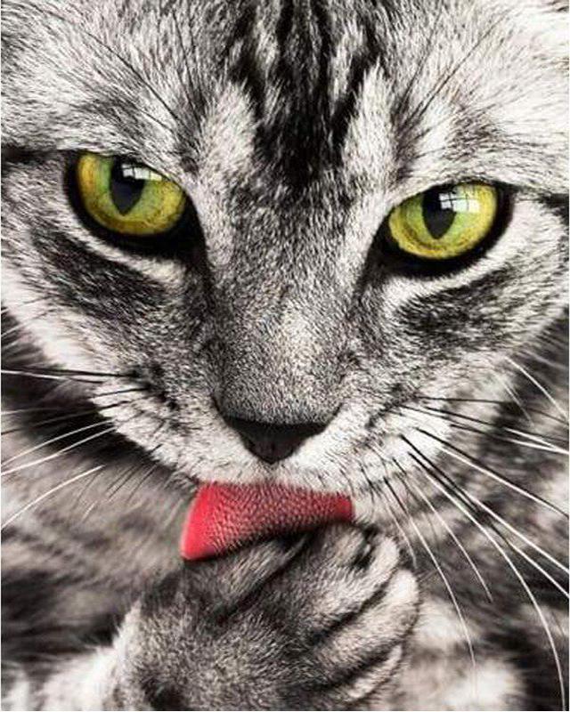 5d Diamond Painting Full Drill Square Cat Deer Animal Diamond Embroidery Flower Tree Landscape Cross Stitch Rhinestones Mosaic Wall Art