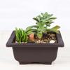 Plastic Succulents Balcony Home Decor Bonsai Pots Planters Garden Supplies Nursery Pots